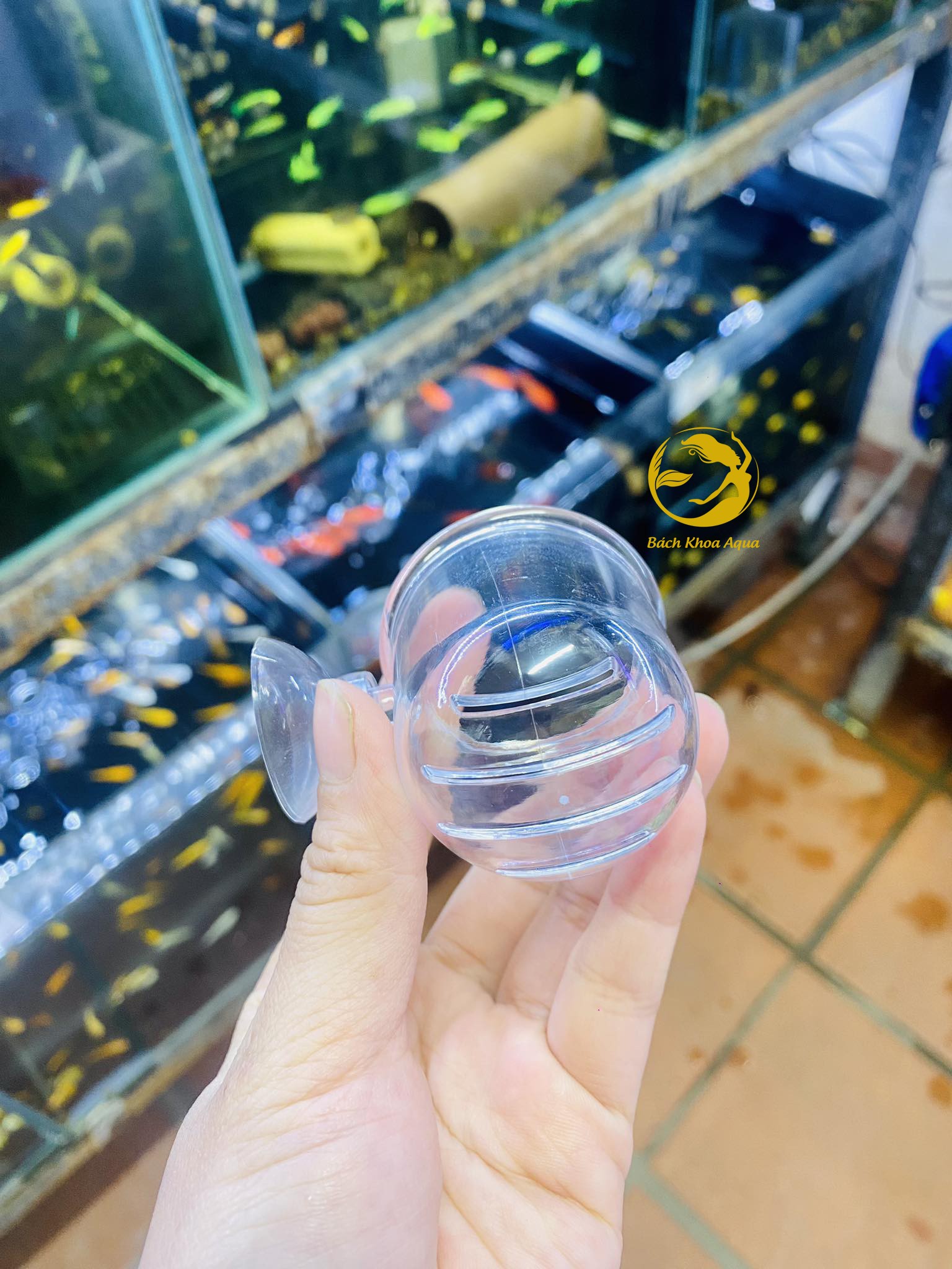 Cốc đựng trùn chỉ, trùng huyết chất liệu mica siêu rẻ